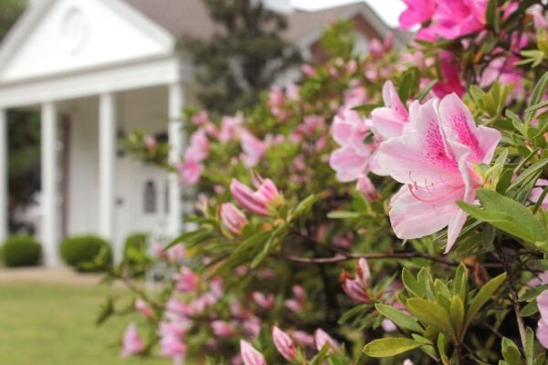 A Homeowner’s Guide to Pest Control in Alpharetta